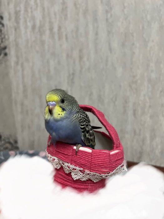 To’tiqush valnistiy волнистый попугай