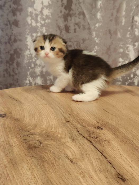 Котята с документами большой выбор
