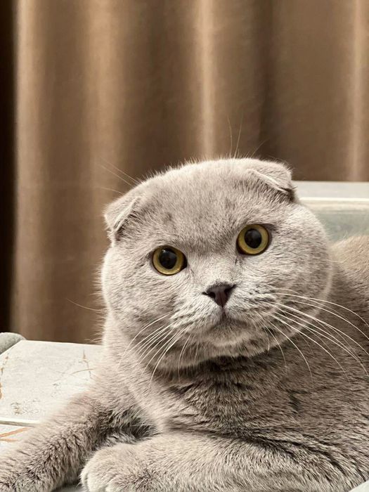 Выставляется котик на вязку