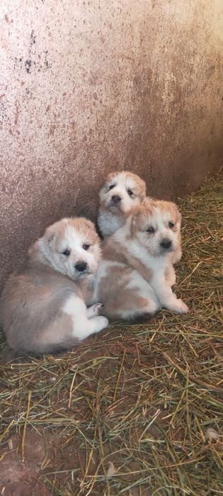 Продам двух щенков сучки им месяц мощные