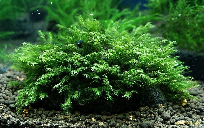 Продам мох Пламя