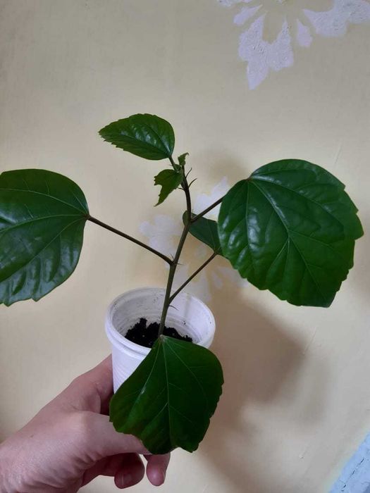 Гибисус. Черенки в стаканчиках.