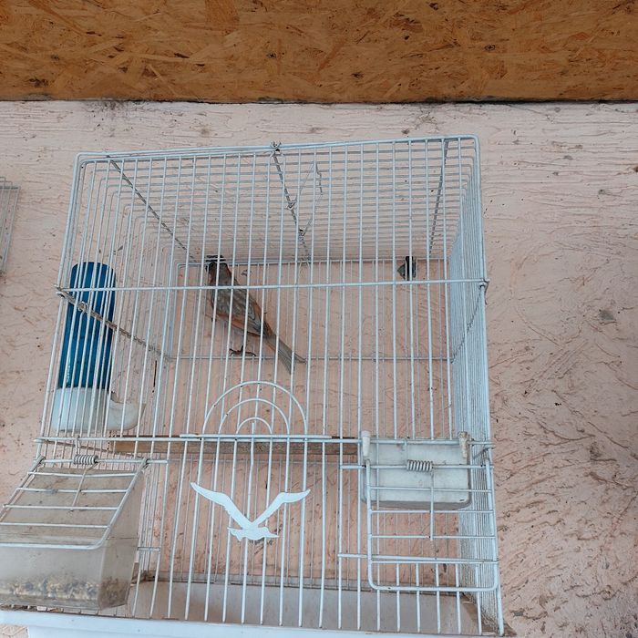 Прадётся канарейка самец