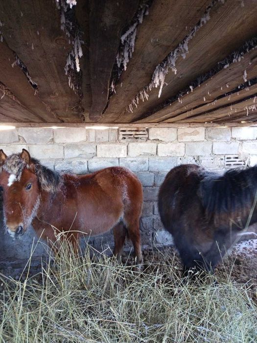 Срочно продам жеребят