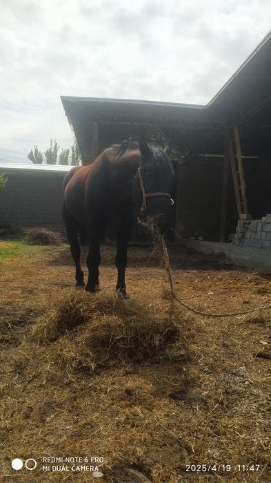 Ot sotiladi jizzaxda