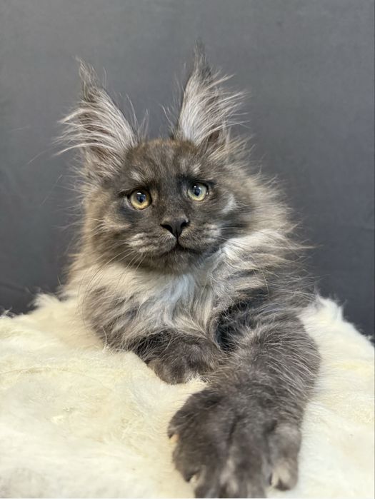 Pui Maine Coon superb