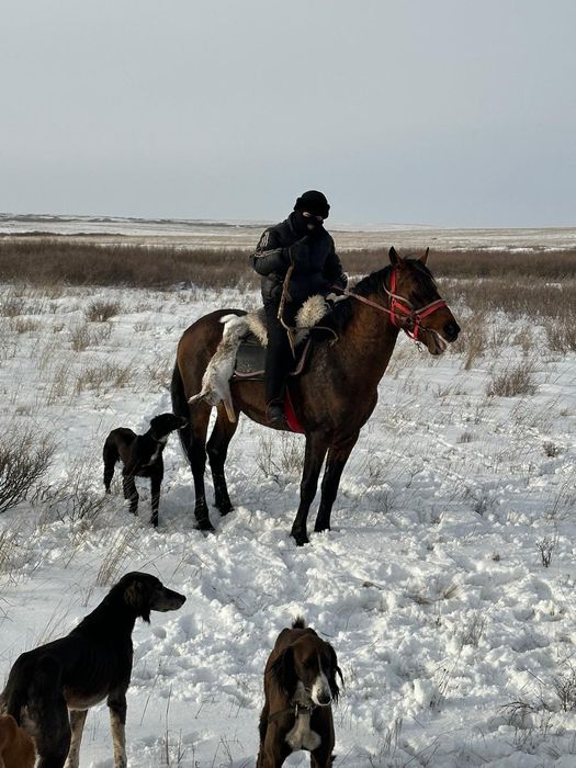 Продам Айгыр либо обмен на две кобылы