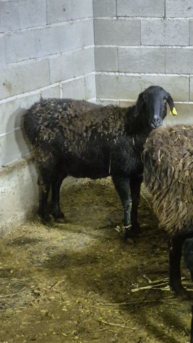 Семіз қойлар бар