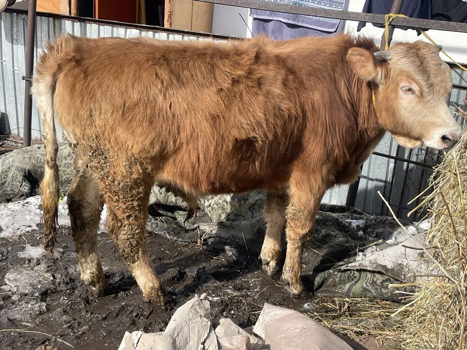 Продам быка 1,5годовалого