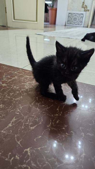 Котята в хорошие руки