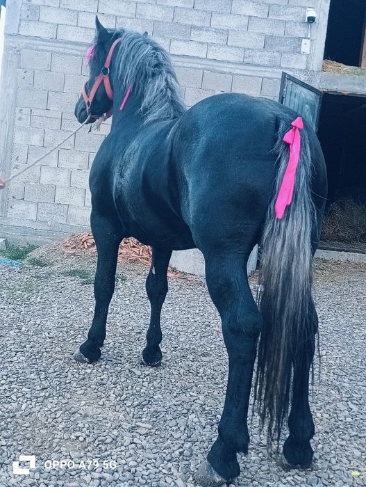 De vânzare mânz de 2 ani