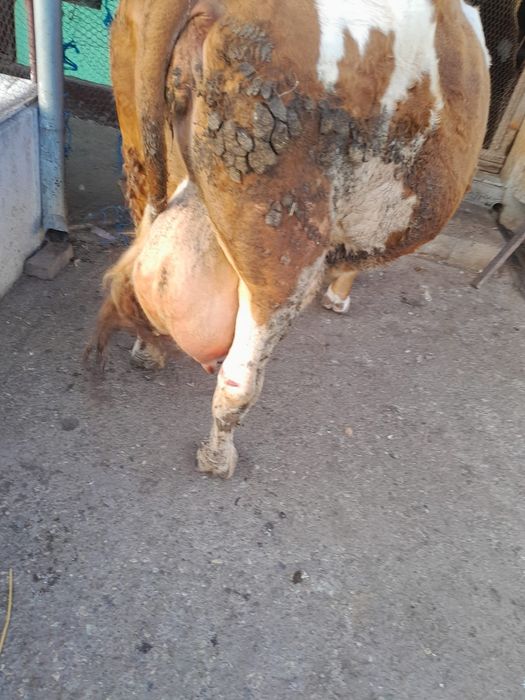 De vinzare vaca cu lapte