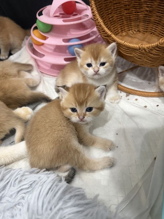 золотая  шиншилла  шоу класса
