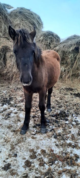 Жабагы срочно сатылады