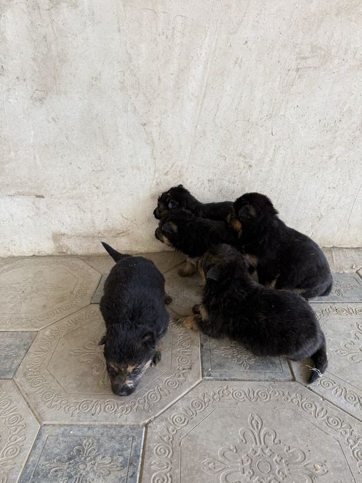 Щенки немецкой овчарки