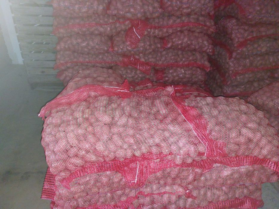 Cartofi de sămânță