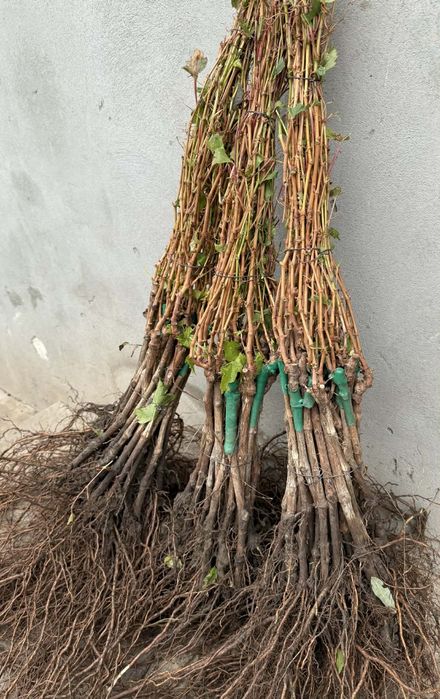 POMI fructiferi clasici ,pomi fructiferi columnari ,vita de vie