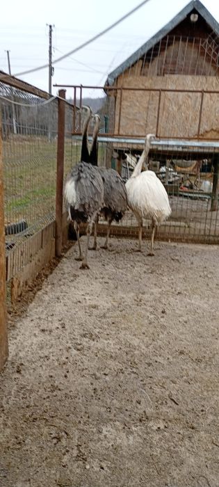 Se vand struti Nandu !