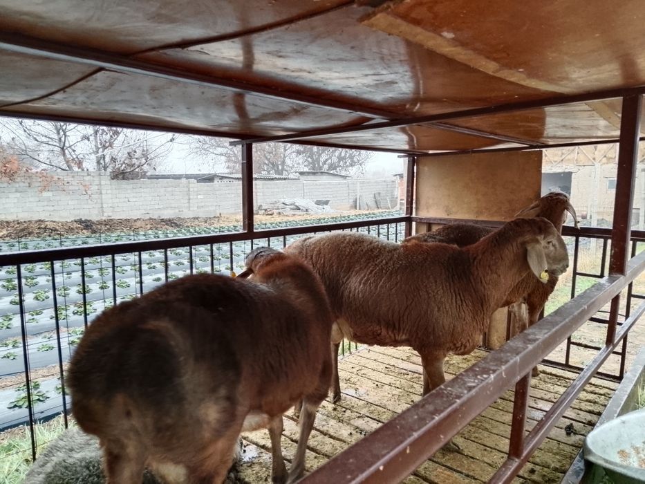 Шаруа қожалықтары.