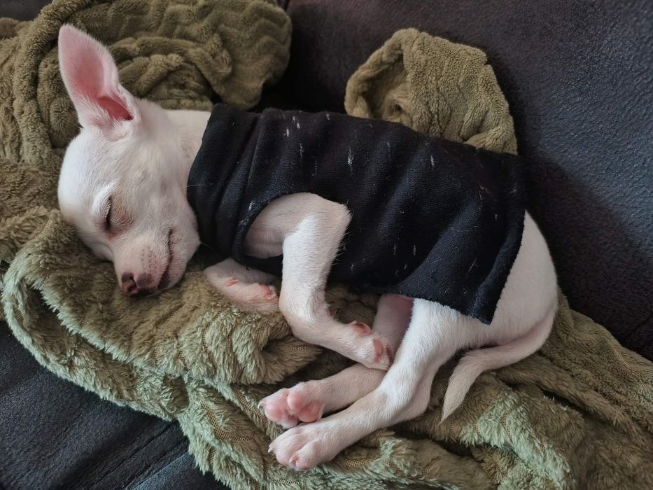 Момиче чихуахуа на 3м