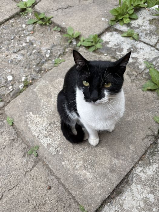 pisicuțe pentru adoptie