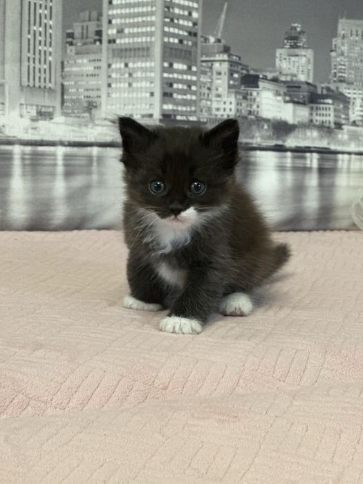 Отдам котят в добрые руки