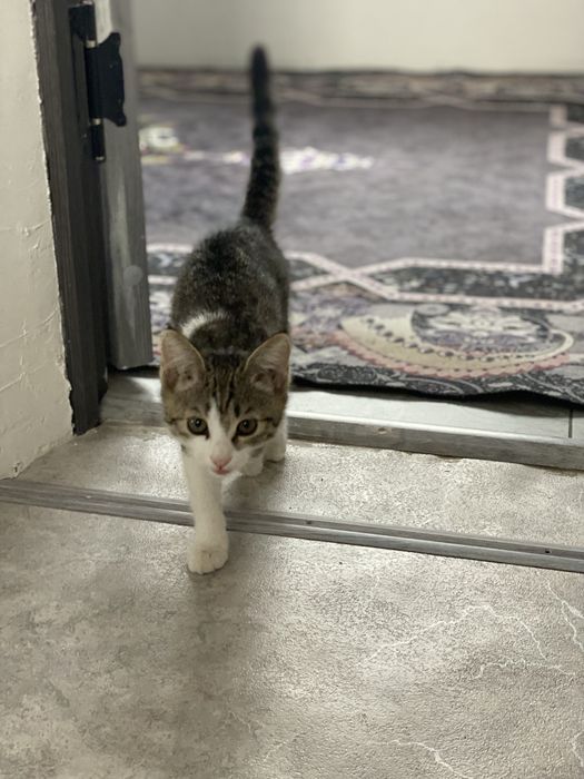 Отдам котика в хорошые руки