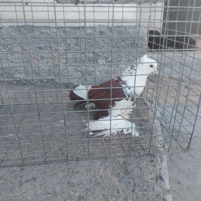 Боки самец лохманоги