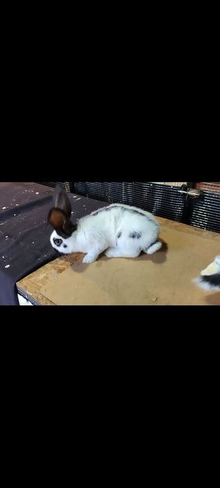 Pui de fluture german