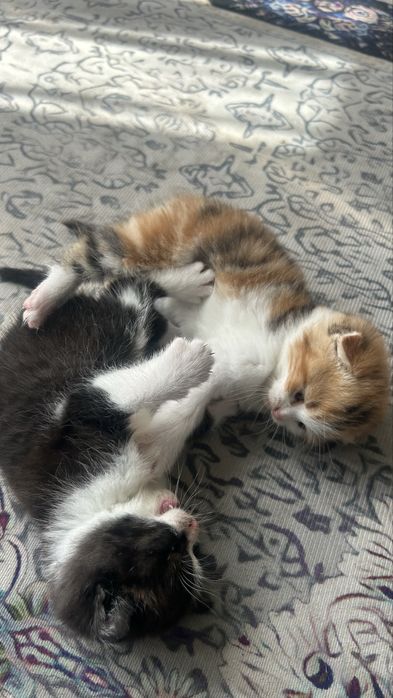 Котята , мальчики . Мать вислоухая