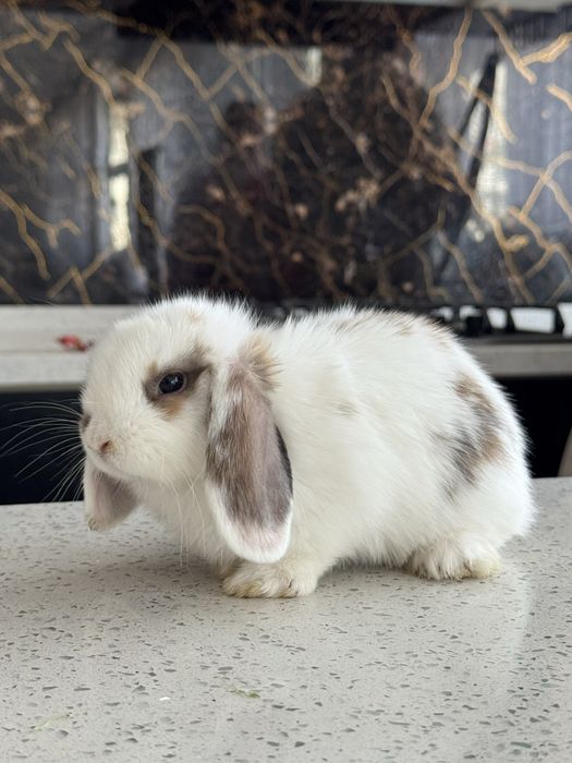QUYON KARLIK . Кролик Карликовый