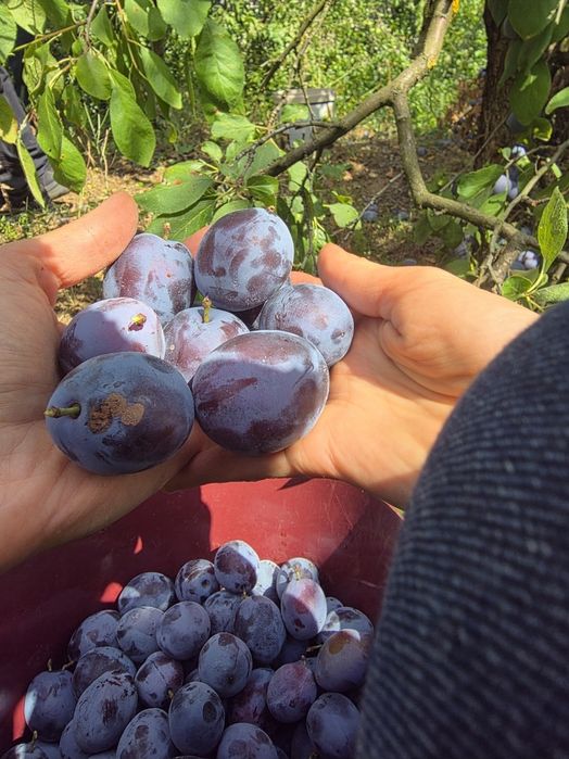 Tuica de prune 40 litri-Ploiesti Prahova si imprejurimi