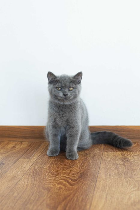 коте Британска късокосместа