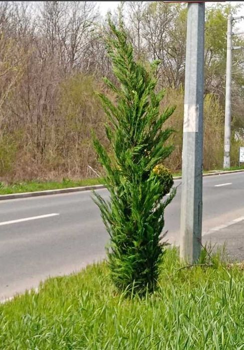 Plante Ornamentale