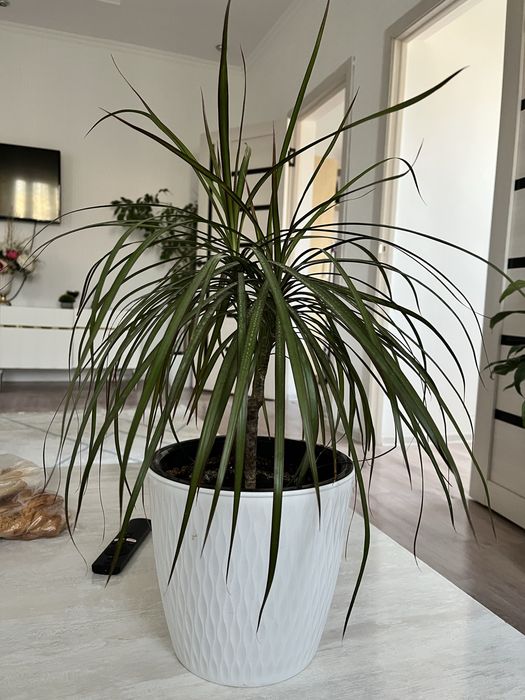 Комнатные цветы не дорого