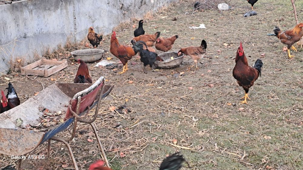 Кури местные разные цвета и возраста