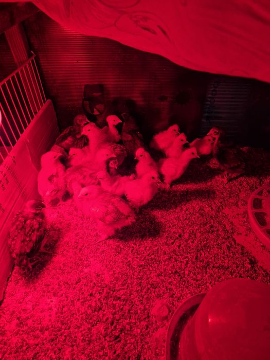 Pui de țară sănătoși