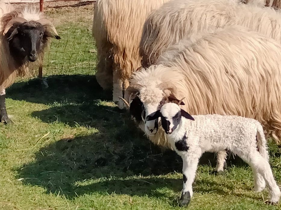 Oaie cu miel oi cu miei