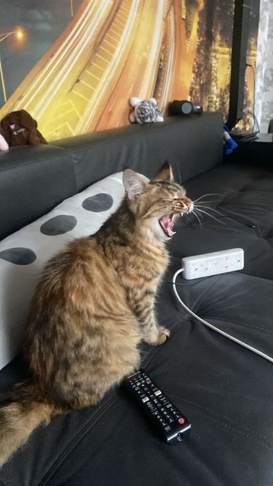 Пропала кошка! В районе восточного!