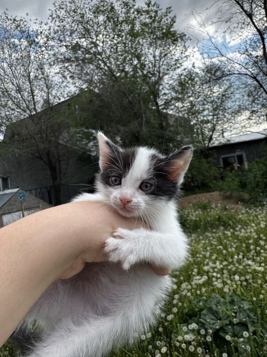 Котята в хорошие руки