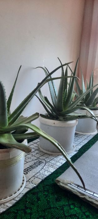Aloe gullari sotiladi