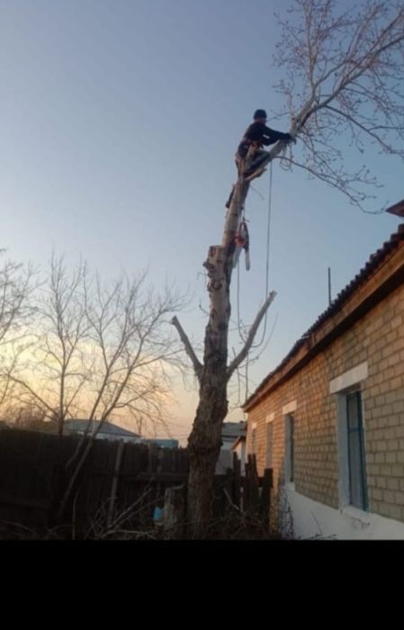 Спил деревьев... обрезка