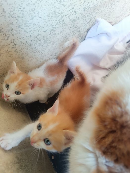 Милые котята - ждут своего хозяина