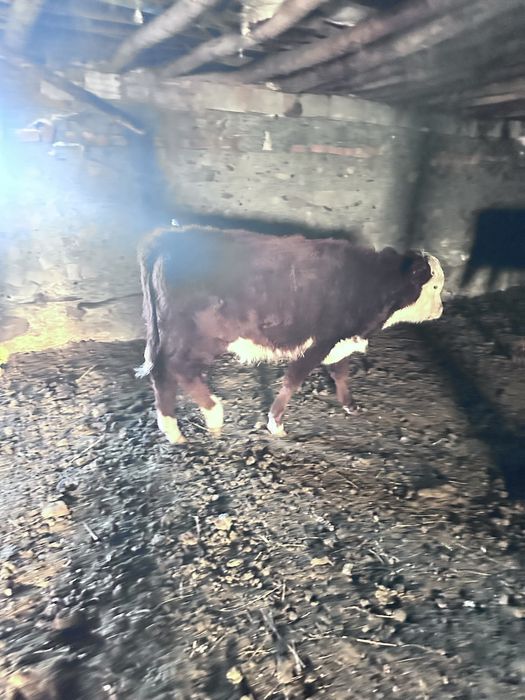 Продам крс ак бас быки тайша лошади