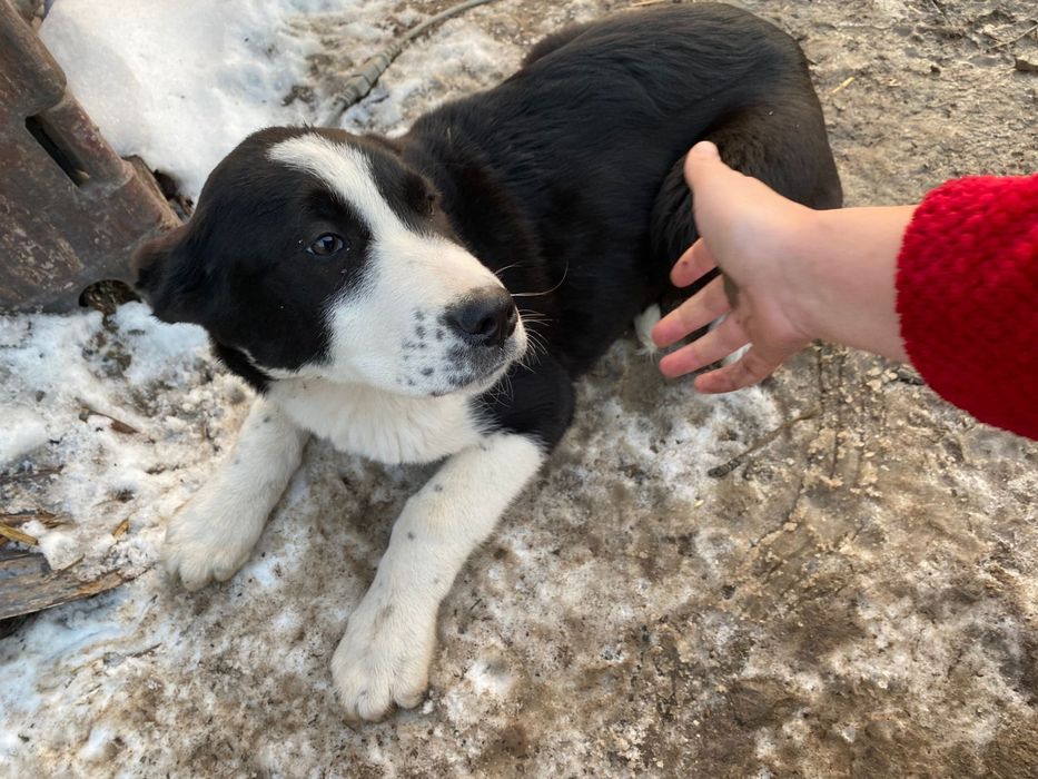 Продается казахский тобет