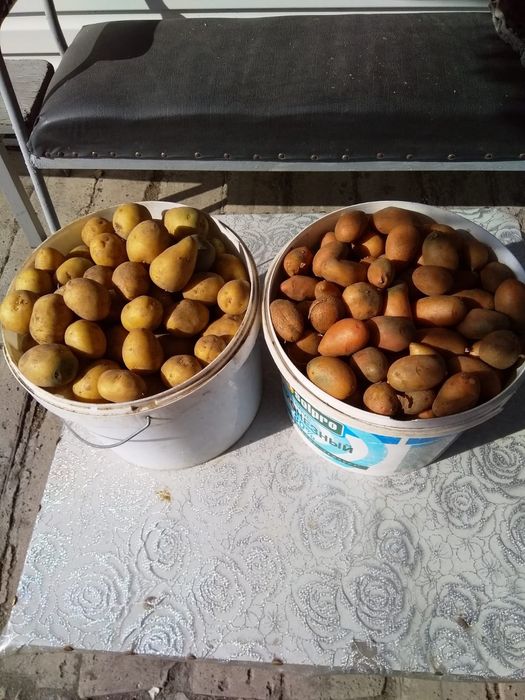 Продается картошка семенная