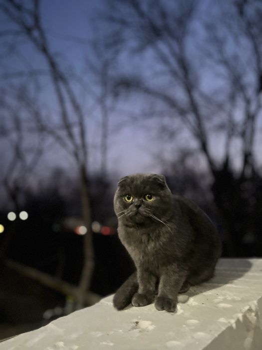 Toza zotli Scottish Fold mushuk sotiladi