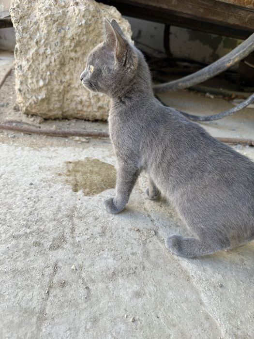 Котенок бездомный (девочка)