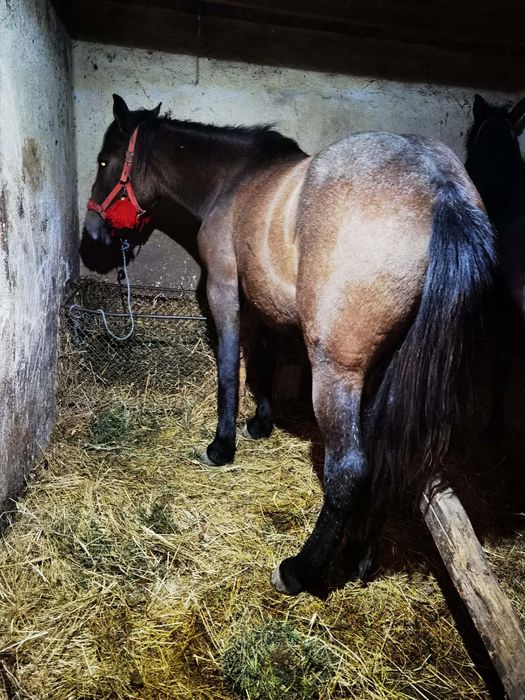 Vând sau schimb manza de un an jumate
