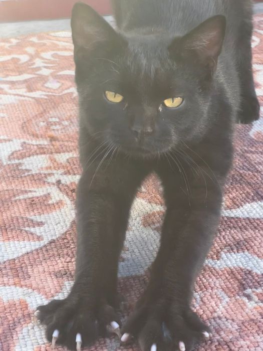 Одам кота в хорошие руки